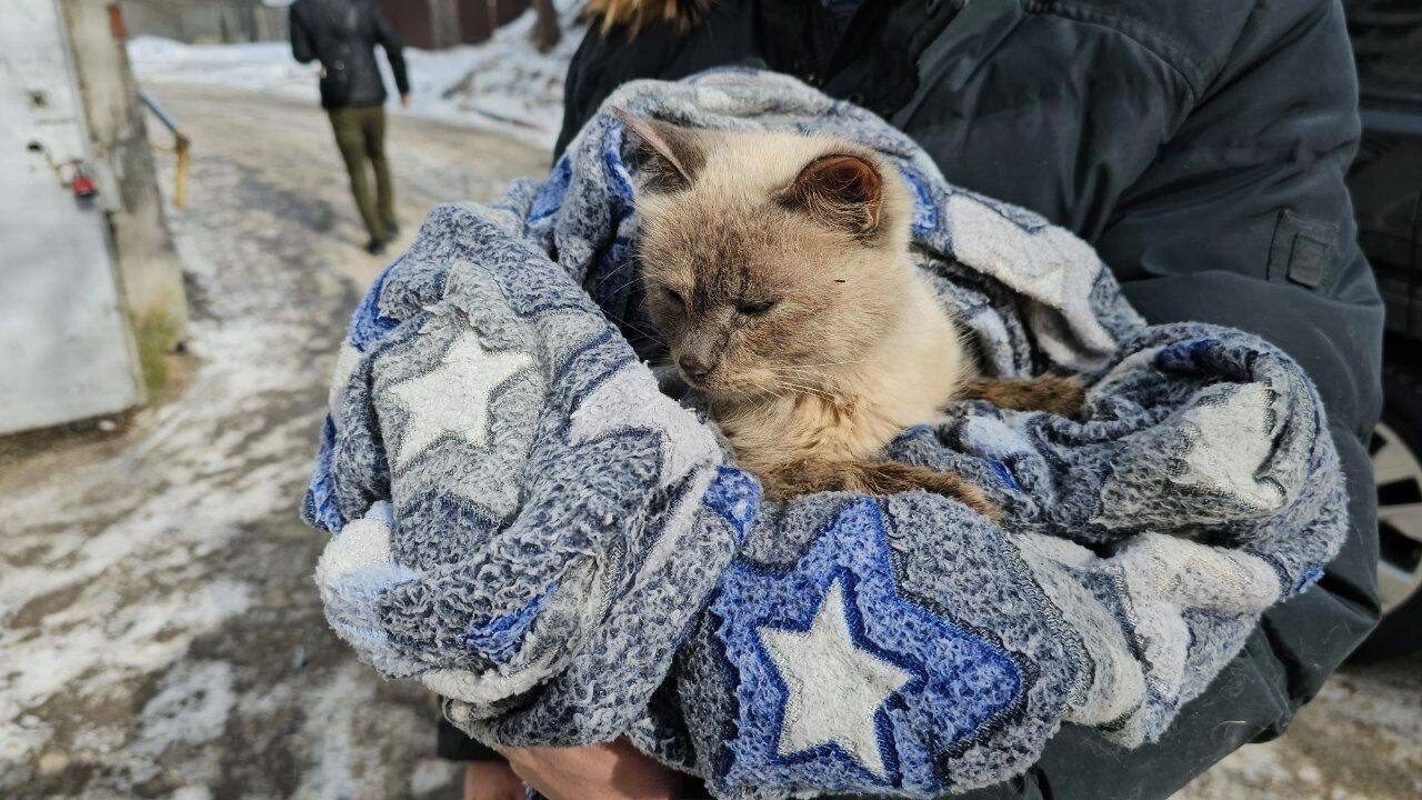 В Новосибирске бездомная женщина плохо обращалась с кошкой  Она держала её в переноске круглые сутки, использовала как подушку и не кормила.  Животному помогли. У него проблемы с задними лапами, истощение и проблемы с кожей  KOSTI