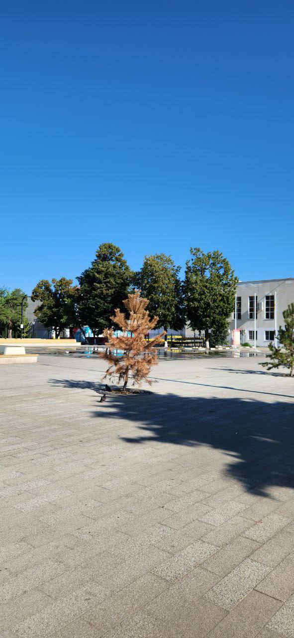 Власти Краснодара планируют потратить более 880 миллионов рублей на содержание деревьев и кустарников в городе Мэрия объявила три конкурса начальная цена которых составляет первый 285 3 миллиона рублей второй 290 2 миллиона третий 313 3 миллиона сообщает портал 93 ру Подрядчикам предстоит посадить новые деревья кустарники и цветы позаботиться об уже высаженных растениях производить их полив и обрезку Отдельно в перечне работ указаны действия по уходу за розами и содержание растений в вазонах Срок завершения работ 30 ноября 2026 года   свои фото видео и истории присылайте нашему боту prostokrd bot Подпишись на наш канал в Telegram MAX