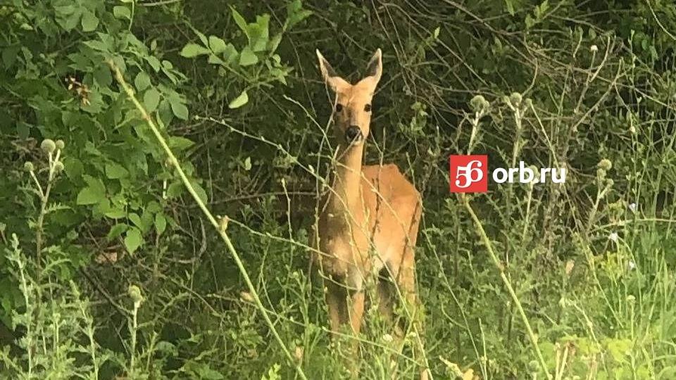 В Оренбурге заметили двух косуль. По словам нашей подписчицы, животные мирно прогуливались в районе улицы Мехколонны. — Сначала мы не поверили своим глазам. Они спокойно паслись недалеко от дороги, совсем не боялись машин, — рассказала Яна. Милота Это нам в чат-бот прислали. И вы пишите, если есть, что рассказать-показать