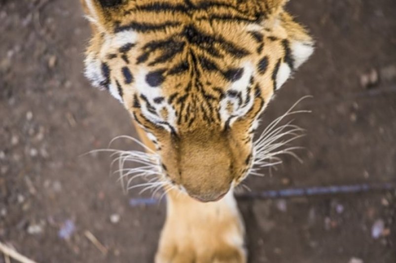 Тигр в городе следы зверя замечены в Биробиджане Горожан призвали в ночное время не выходить на улицы и спрятать домашних животных Читать подробнее на сайте
