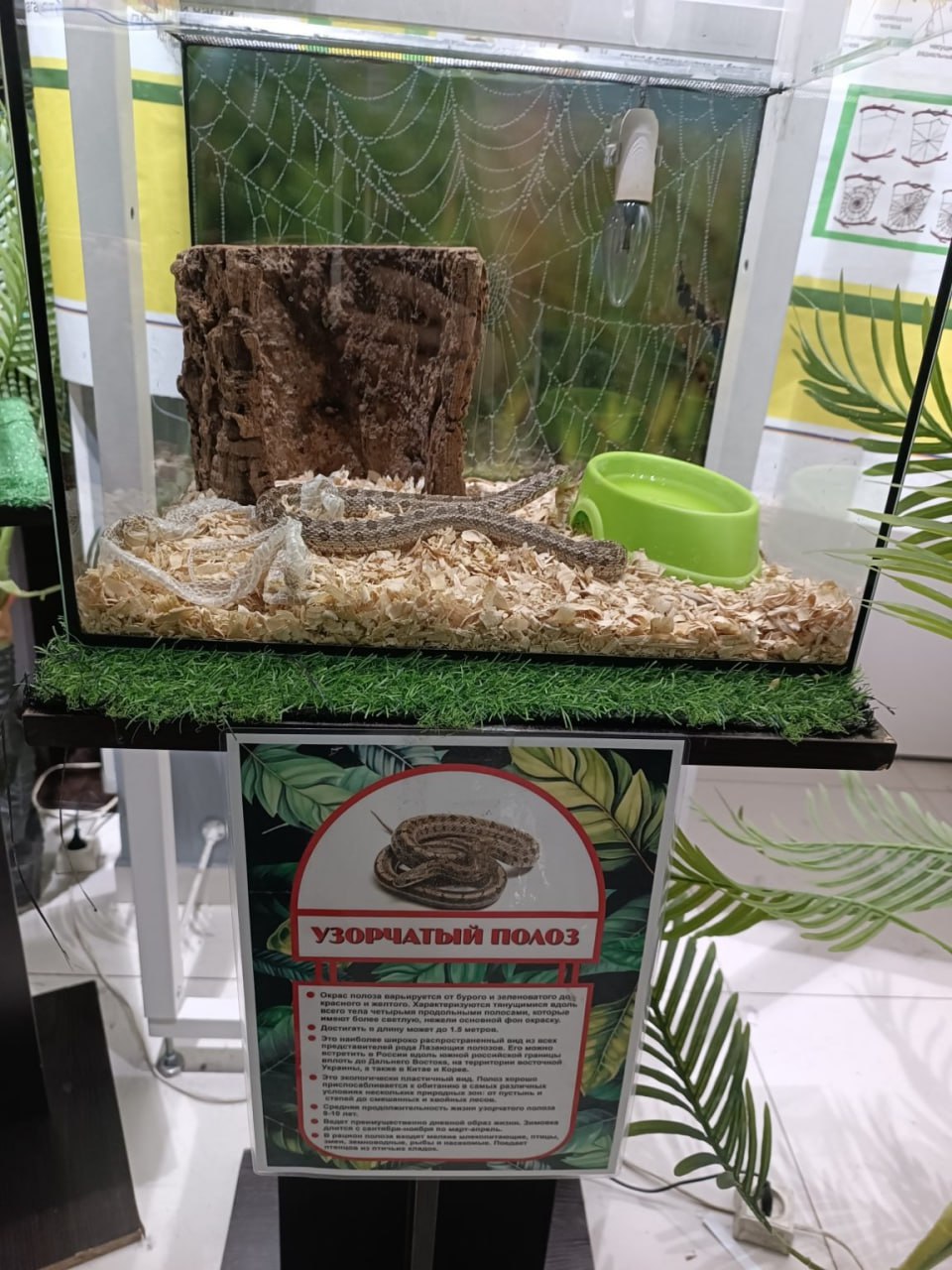 Террариум с нарушениями В Воткинске специалисты выявили нарушения в экзотеррариуме Мир джунглей который 10 дней работал в здании торгового центра Айсберг На выставке в 34 стеклянных террариумах были представлены пауки скорпионы змеи гекконы лягушки хамелеоны и другие животные При этом у организатора ИП Ахмедов М А отсутствовала лицензия на содержание и использование животных в зоопарках цирках дельфинариях океанариумах Проверяющие выявили следующие нарушения не ведется учет кормления и уборки не утвержден кормовой рацион отсутствуют сертификаты на корма план проведения противоэпизоотических мероприятий и трудовой договор с ветеринаром животных кормят мышами тараканами и личинками Информация о выявленных нарушениях направлена в прокуратуру Фото пресс служба Управления Россельхознадзора по Кировской области Удмуртии и Пермскому краю Подписаться на нас Telegram MAX