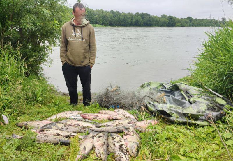24 июля на реке Авача в Елизовском районе рыбинспекторы и полиция совместно задержали мужчину, незаконно ловившего рыбу с помощью лодки и сплавной сети.  Изъято 17 хвостов кеты и две нерки — общий ущерб превысил 114 тысяч рублей. Конфискованы орудия лова и улов, материалы переданы в полицию для возбуждения уголовного дела.    Подписаться   Предложка   Чат