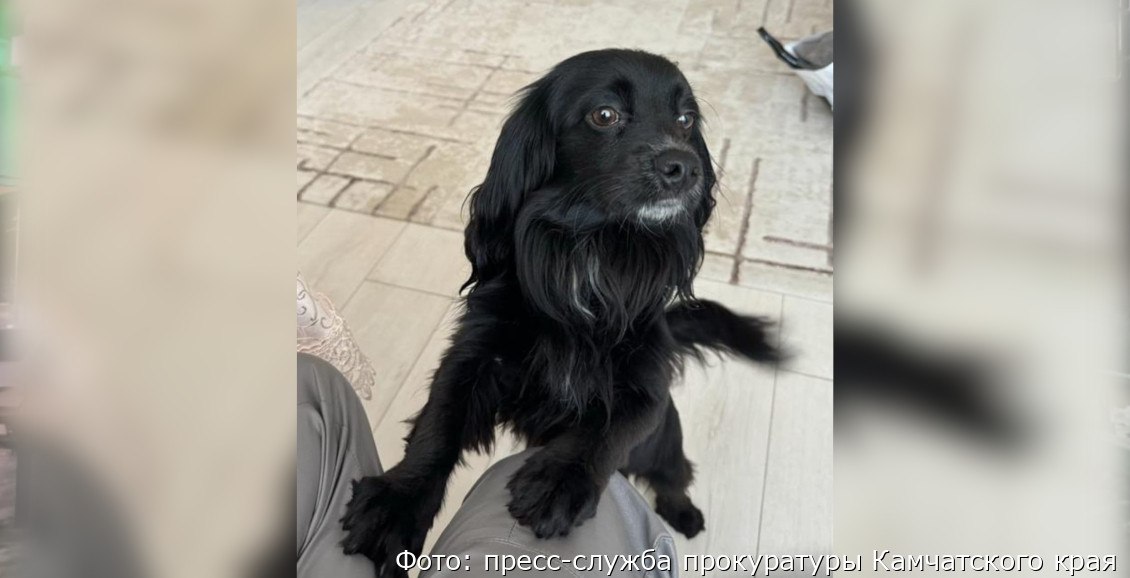На Камчатке будут судить живодёра, засунувшего собаку в стиральную машину Житель Петропавловска-Камчатского предстанет перед судом за жестокие преступления. Он избивал и насиловал сожительницу и чуть не убил собаку. Нажмите для подробностей -