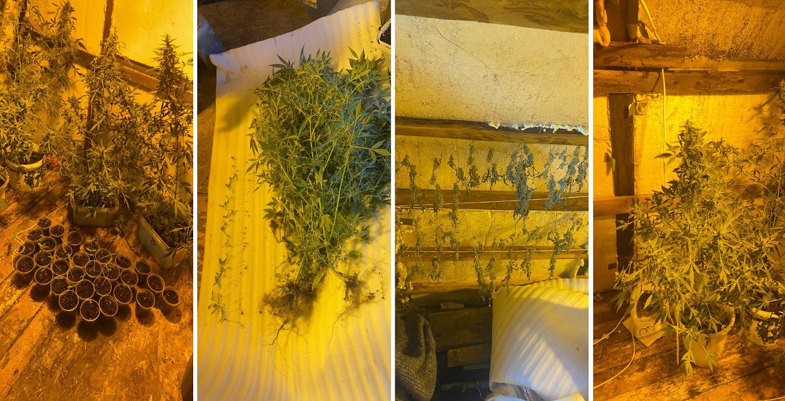 120 граммов конопли и 29 кустов изъяли в дачном доме под Елизово Камчатская полиция обнаружила крупную партию наркотиков на чердаке дачи в Елизовском районе. Против хозяина дома возбудили два уголовных дела. Нажмите для подробностей -