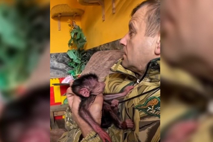 В Тайгане взялись выкармливать новорожденную обезьянку от которой отказалась мать Малышка родилась в День Святого Николая ей дали имя Николь Молодая мама в первый раз родила и не хочет кормить свою девочку рассказал в своем Telegram канале владелец белогорского парка Олег Зубков Выкармливать гамадриленка будет пресс секретарь парка Татьяна Алексагина с супругом у которых уже есть большой опыт по этой части Фото Telegram канал Олега Зубкова Подписывайся на truekpcrimea