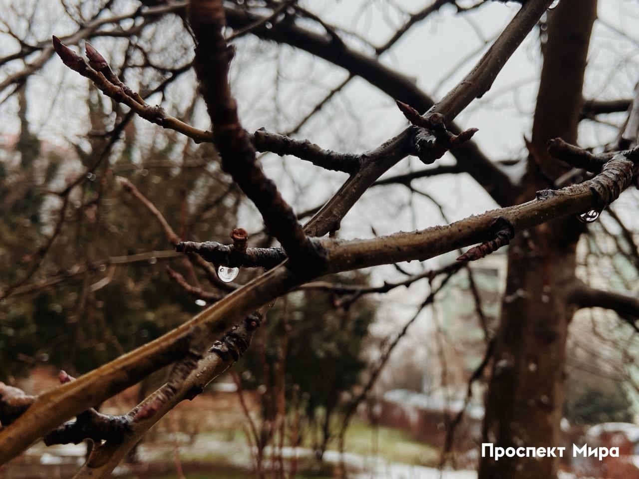 В Красноярске и крае прогнозируют аномальное тепло. Чем это опасно.  По прогнозу Среднесибирского УГМС, 15–19 марта в центральных и южных районах края ожидается до +15. Например, в Красноярске завтра, 15 марта уже потеплеет до +7 днем — прогноз на выходные тут.  Из-за потепление начнет активно таять снег, предупредили метеорологи. Вот к чему это может привести:  «Возможно затопление жилых и хозяйственных объектов, расположенных в пониженных участках местности, размыв дорог склоновым стоком и водой, текущей поверх льда».  Специалисты главного управления по ГО, ЧС и ПБ рекомендуют владельцам домов убрать снег и мусор с прилегающих территорий и контролировать сток талых вод и состояние водоотводных канав на своих участках.