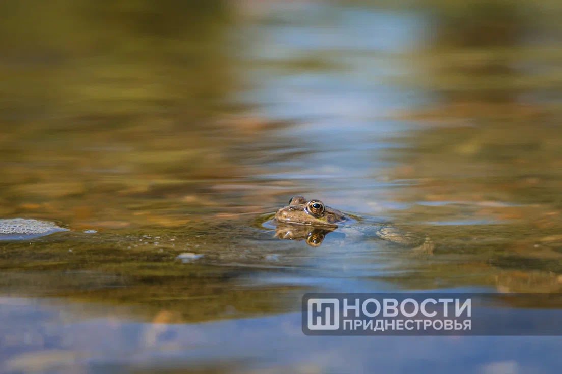 Гидрометцентр На 1 5 2 5 метра повысится уровень воды в Днестре в ближайшие дни Причина Ново Днестровская ГЭС в Украине временно сбросит больше воды mshipr