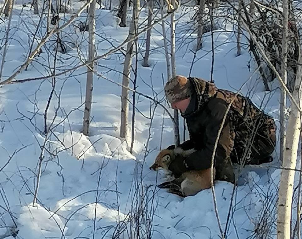 Туристы спасли из охотничьей петли лису вблизи Благовещенска  Любителям активного отдыха надолго запомнится поход в пригороде Благовещенска, в который группа отправилась 15 февраля. В районе золоотвала, в заснеженном лесу, амурчанам пришлось стать участниками спасательной операции, рассказали в телеграм-канале экспедиционной группы «Тайга Х-тур».   Путешественники заметили лисицу, которая угодила в охотничью петлю. Один из бывалых туристов бросился на помощь животному. Говорит, что страха в тот момент не было, да и лиса не сопротивлялась человеку, словно понимая, что он не желает ей зла.   Освободившись, лиса стремглав убежала, забыв поблагодарить своего спасителя.   фото     ТЕЛЕПОРТ.РФ – здесь все об Амурской области  Написать нам