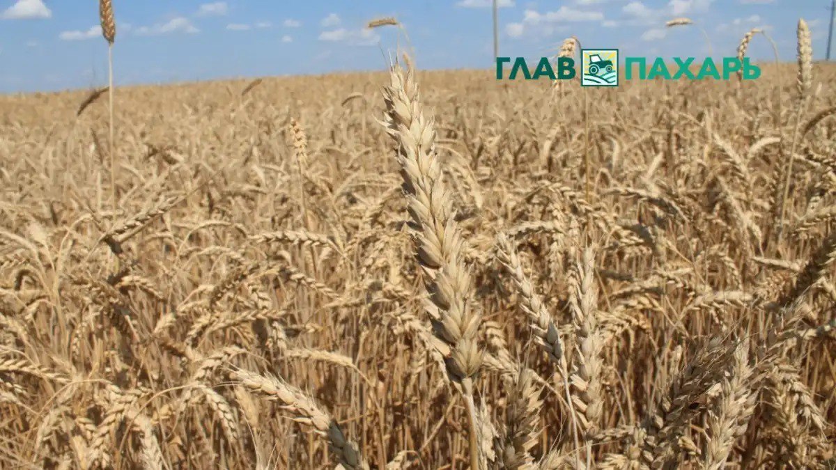 Правительство РФ выделит 26 5 млрд рублей на поддержку приоритетных направлений АПК Михаил Мишустин Михаил Мишустин добавил что чем раньше аграрии получат деньги тем быстрее они начнут готовить технику топливо и семена к посевной Подробности