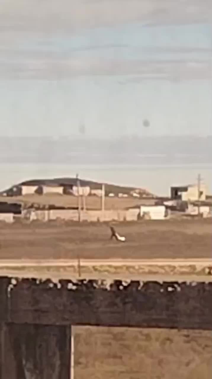 Гибель лебедей в Махачкале: Минприроды инициировало расследование