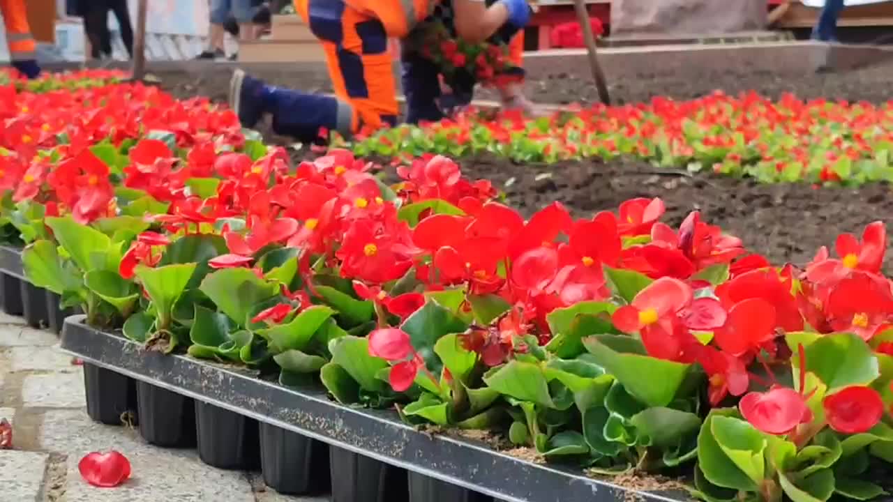 В Москве началась высадка однолетников для городских клумб