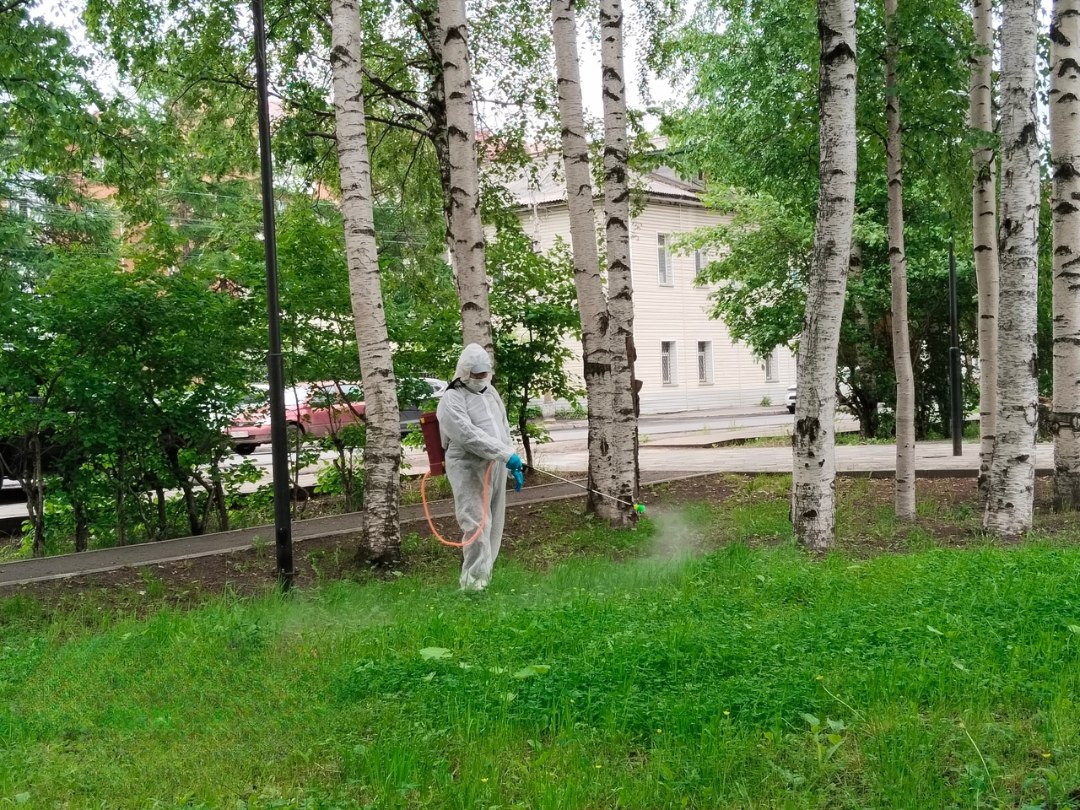 В Соломбальском округе провели противоклещевую обработку общественных территорий. Обработка травы и кустарников участков растительности - один из шагов для минимизации риска укусов и заражений. Специальные препараты, используемые для обработки, уничтожают клещей и предотвращают их размножение.