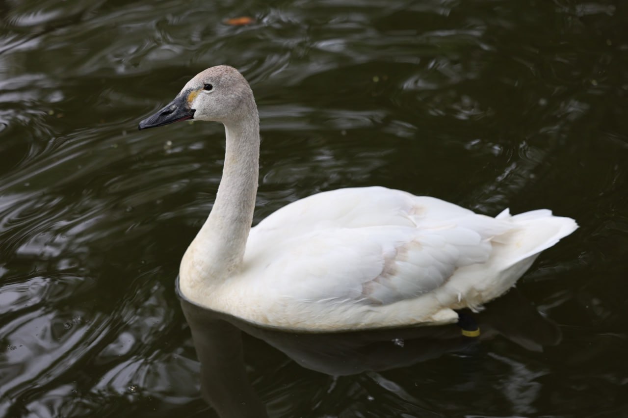 Казанский зооботсад закрывает историческую территорию на зиму С 10 ноября историческая территория Казанского зооботсада будет закрыта на зимний период Об этом сообщили в пресс службе учреждения Такое решение принято в связи с естественным циклом растений и животных большинство растений вступают в состояние покоя а часть животных в том числе медведи и еноты становится менее активной или впадает в спячку Тем не менее посетители смогут продолжить наблюдать за животными в теплом павильоне Река Замбези где обитают экзотические виды Сад работает ежедневно с 8 30 до 17 00 последний проход до 16 00 Подписаться Сообщить новость   Вести Татарстан в MAX