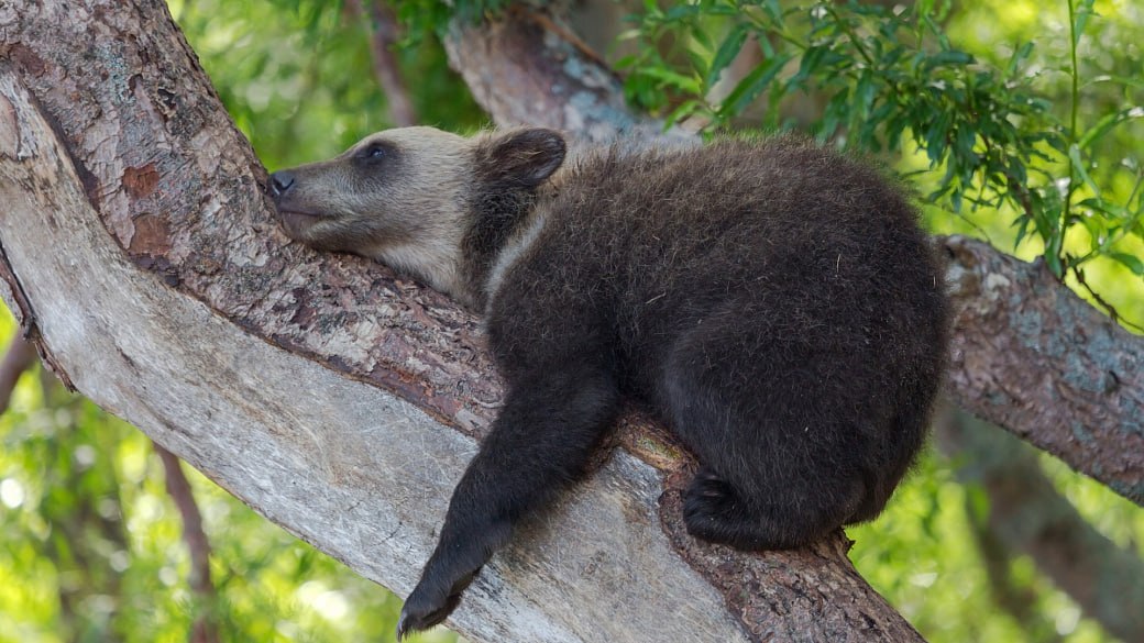 XIII Общероссийский фестиваль природы Первозданная Россия пройдет с 6 февраля по 5 марта 2026 года на новом месте в Центральном выставочном зале Манеж Первозданная Россия это не только самая большая в Европе выставка фотографий природы но и уникальные мастер классы встречи научно популярные лекции и показы документальных фильмов о природе обширная детская программа В рамках выставки будет представлено более 400 фотографий которые познакомят с самыми удаленными уголками страны расскажут истории о жизни диких животных в их естественной среде обитания В центре внимания нового фестиваля заповедные территории России и проблемы сохранения дикой природы принципы экотуризма и правила посещения особо охраняемых природных территорий Эксперты сферы охраны природы не только расскажут об уникальных экосистемах и их диких обитателях но и научат правильно вести себя на природе Посетители фестиваля из первых рук узнают о том как каждый человек может стать волонтером в заповеднике чтобы не только путешествовать но и получать уникальный опыт помогая поддерживать особо охраняемые природные территории и сохранять природу Подробнее Фото Денис Будьков организаторы Первозданной России Vmeste RF