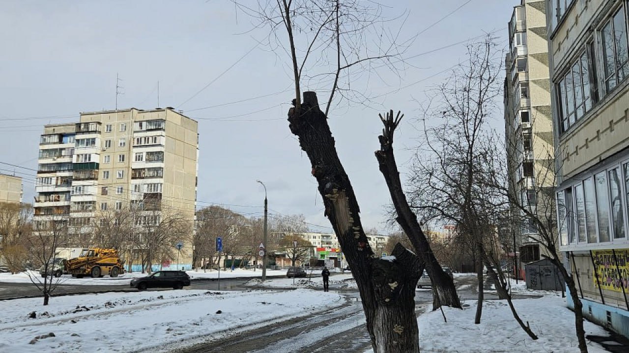 В Челябинске началась весенняя обрезка деревьев  Обрезка сухих ветвей вновь вызвала волну возмущения среди горожан. Многие считают проводимые работы варварскими, а остающиеся после обрезки «столбики» уродливыми. Специалисты объясняют, что без обрезки не обойтись. Это вопрос безопасности людей.   «Омолаживающая обрезка направлена на предотвращение таких аварийных ситуаций: ветви укорачиваются до определенной высоты, чтобы стимулировать новый рост и сформировать более устойчивую крону», - объяснил замначальника управления экологии и природопользования города Челябинска Тимур Темиров.     / Прислать новость