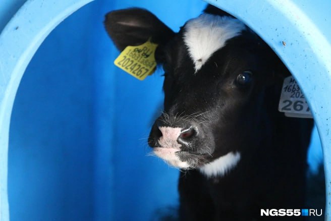 В Омской области выросло количество случаев заболевания животных бешенством Об этом ngs55news рассказали в главном управлении ветеринарии по региону В 2025 году зарегистрировано 38 случаев заражения Из них 17 домашних животных 12 лис крупный рогатый скот восемь и одна енотовидная собака Десять голов мелкого рогатого скота заболели бруцеллезом В ведомстве рассказали что меньше всего бешенством заражались в 2022 году пять случаев Шесть лет назад по подсчетам специалистов произошло 16 случаев заражения Если судить по данным за прошлый год то чаще всего очаг болезни был в Омском районе сразу 10 случаев за год Реже всего в Марьяновском Павлоградском Саргатском Тевризском районах и в Омске по одному случаю В декабре 2025 года выявили сразу 14 случаев заражения при этом по одному было в марте мае и июле Противоэпизоотические мероприятия на территории Омской области проводятся согласно плану диагностических исследования ветеринарно профилактических и противоэпизоотических мероприятий в хозяйствах всех форм собственности За 2022 год иммунизировано 159 3 тысяч голов 2023 год 164 0 тысяч 2024 год 164 4 тысяч 2025 год 149 9 тысяч пояснили в ведомстве Будьте в курсе даже офлайн NGS55 в MAX