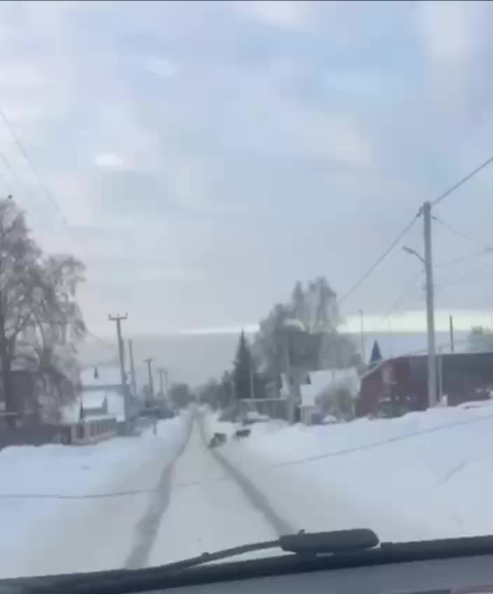 Стая собак напала на женщину с ребенком в Зеленодольске, власти начали расследование