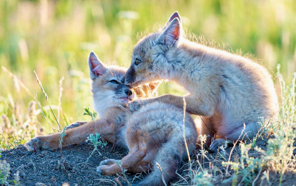 Рысь и корсак теперь под защитой Утвердили новый перечень особо охраняемых видов Главные новосёлы Красной книги Самарской области два редких хищника Рысь В наших лесах их осталось не больше 10 семей Вид обитает на самой северной границе ареала и испытывает давление со стороны человека Корсак Степной лис встречается только на юге области и конкурирует за выживание с обычной лисицей и аграриями Что еще изменилось Всего добавлено 25 видов 14 животных и 11 растений Исключено 6 видов 3 животных и 3 растения их популяции восстановились благодаря природоохранным мерам Повышена категория редкости для 19 видов Например черника брусника малый суслик теперь считаются находящимися под угрозой исчезновения 1 я категория А вот степной пищухе стало чуть легче её статус изменен с 1 й на 3 ю категорию Теперь под особой охраной 288 видов животных и 298 видов растений и грибов Новое издание Красной книги планируем к выпуску в 2027 2029 годах Фото природоохранная лаборатория Экотон МИНПРИРОДЫ