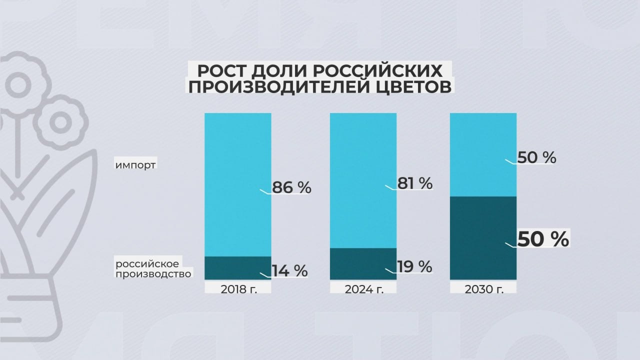 200 гектаров - общая площадь комплексов, выращивающих цветы под срез в России  За последние 6 лет объём производства цветов в стране вырос на 40 %, а доля отечественной продукции увеличилась с 14 % до 19 %. К 2030 году ожидается расширение мощностей отечественных теплиц. Это позволит нарастить долю российской продукции до 50 %.   Регионы-рекордсмены в стране по производству цветов - Московская, Калужская, Ленинградская и Белгородская области. Лидер традиционно - Краснодарский край. В основном эти регионы выращивают розы, тюльпаны, герберы и хризантемы.