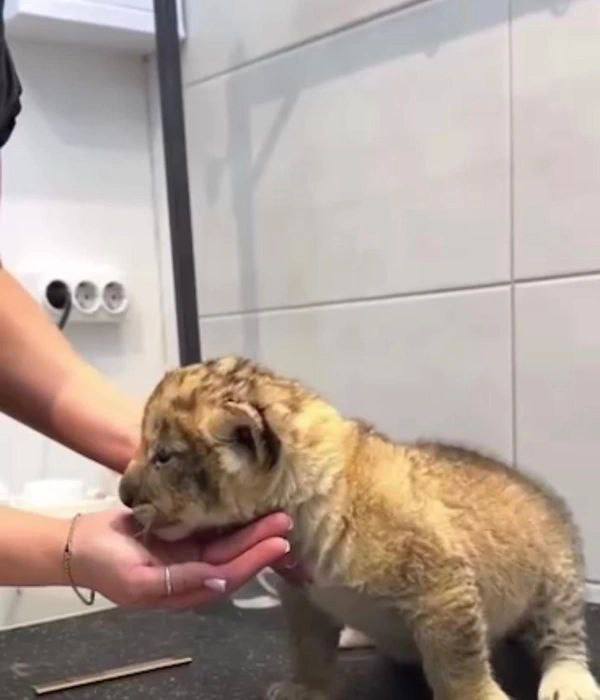 В Петербурге в груминг салон привели львёнка Видео со стрижкой когтей котёнку выложили в соцсетях салона и почти сразу удалили Горожане возмутились содержание львов дома в России запрещено а животное по их мнению могут использовать для коммерческих фотосессий Салон ситуацию пока не комментирует некоторые петербуржцы уже собираются обращаться в полицию