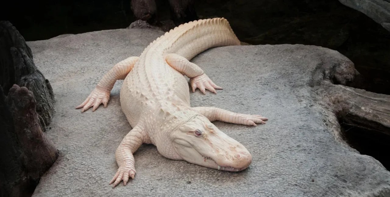 Король Сан Франциско пал знаменитый аллигатор альбинос умер в возрасте 30 лет Исследователи заявили о смерти 30 летнего аллигатора альбиноса который стал кумиром для людей по всему миру Причина смерти животного пока неизвестна но в последние недели у него ухудшился аппетит Подробнее читайте в нашей рубрике Фокус Наука