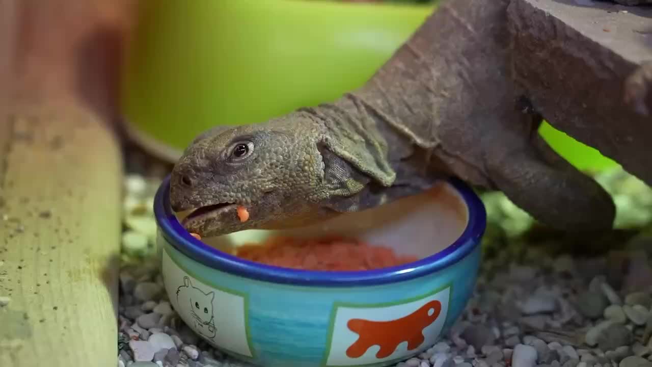 В Московском зоопарке поселилась пара египетских шипохвостов