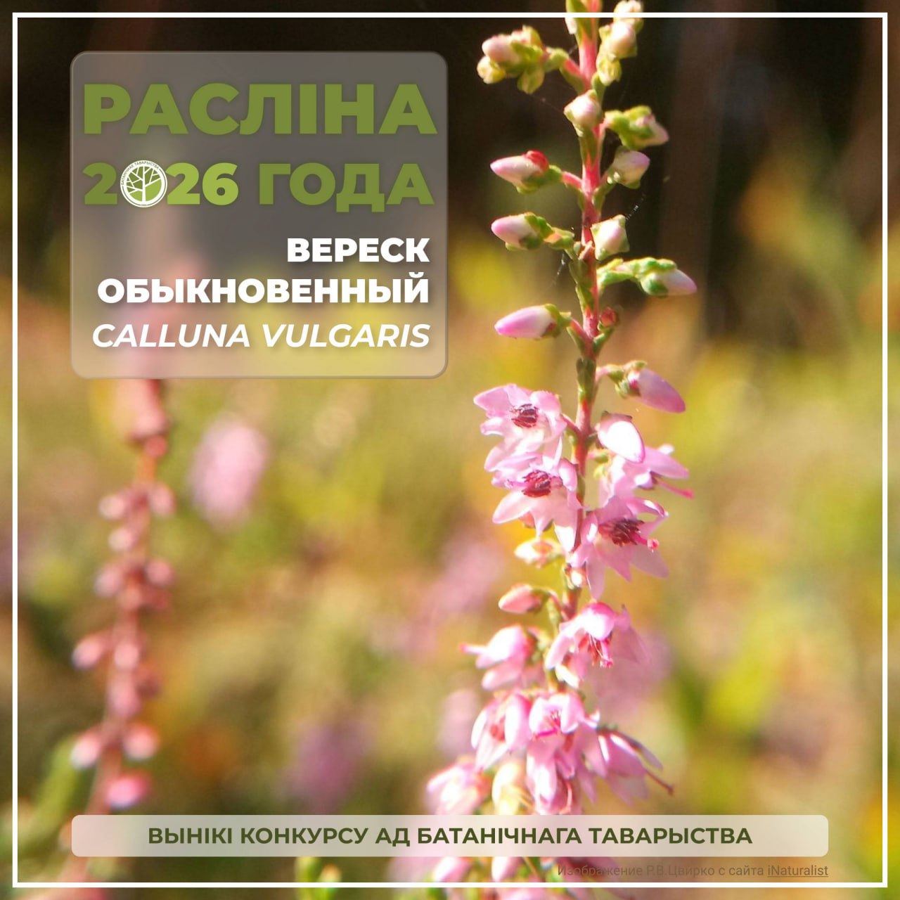 В 2026 году растением года станет Вереск обыкновенный Calluna vulgaris древесный вечнозелёный низкий кустарничек с сильно ветвящимися стеблями который растёт относительно медленно продолжительность жизни 40 50 лет Вереск обыкновенный победил большинством голосов ближайших конкурентов клевер луговой и дуб черешчатый в онлайн голосовании за звание Растение 2026 года в Беларуси