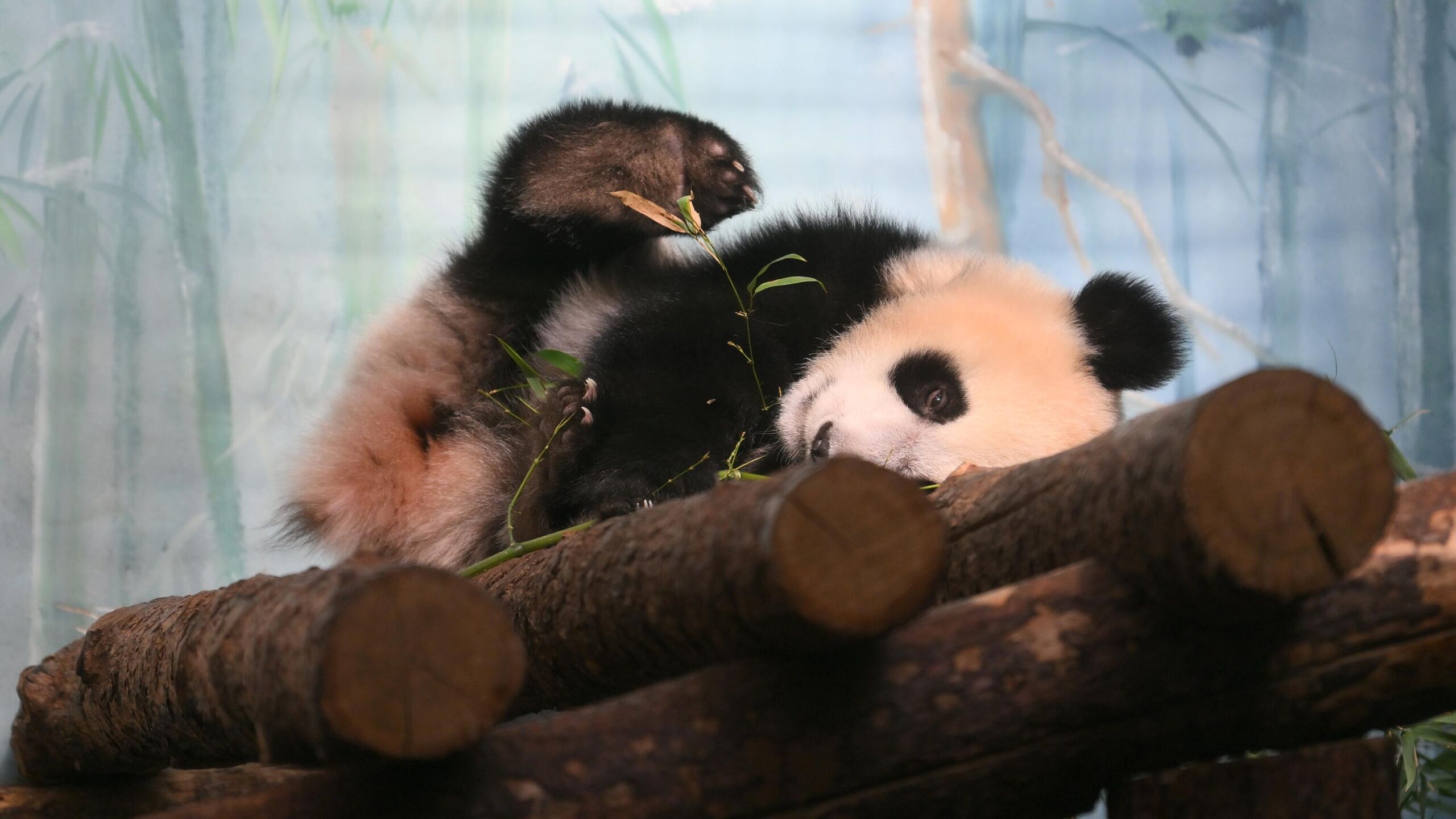 Уникальный вольерный комплекс стилизованный под естественную среду обитания панд леса провинции Сычуань возведут для Катюши в Московском зоопарке в пространстве установят конструкции для лазанья искусственные водоемы а также системы регулирования температуры и влажности воздуха сообщил РИА Новости руководитель департамента культуры города Москвы Алексей Фурсин Все большие панды включая Катюшу находятся в Московском зоопарке в рамках международной программы сотрудничества с Китайской Народной Республикой Сейчас на территории Московского зоопарка ведется активная работа по созданию нового современного вольерного комплекса для Катюши Он обеспечит панде собственное пространство а также улучшенные условия для обзора посетителям подчеркнул Фурсин