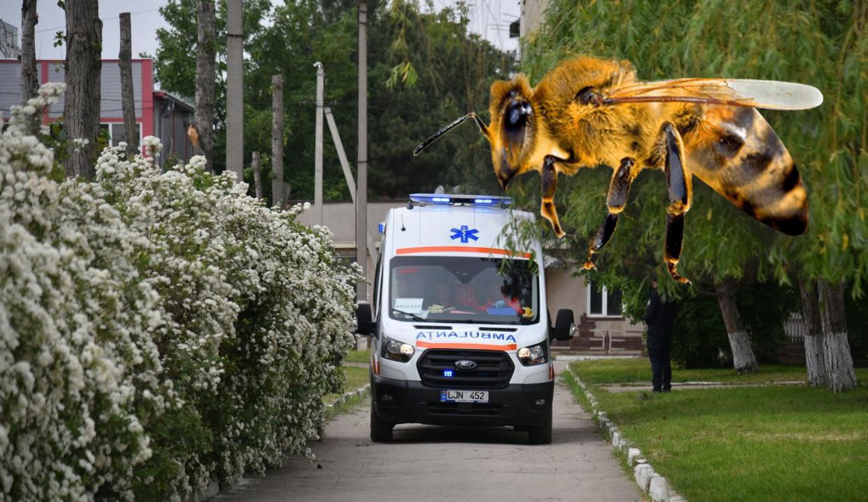 В Молдове за неделю шесть человек попали в больницу после укусов пчёл. С 23 по 29 июня 2025 года зарегистрировано восемь случаев острых аллергических реакций, шесть из которых — анафилактический шок от укусов пчёл или ос, два — из-за химических веществ.