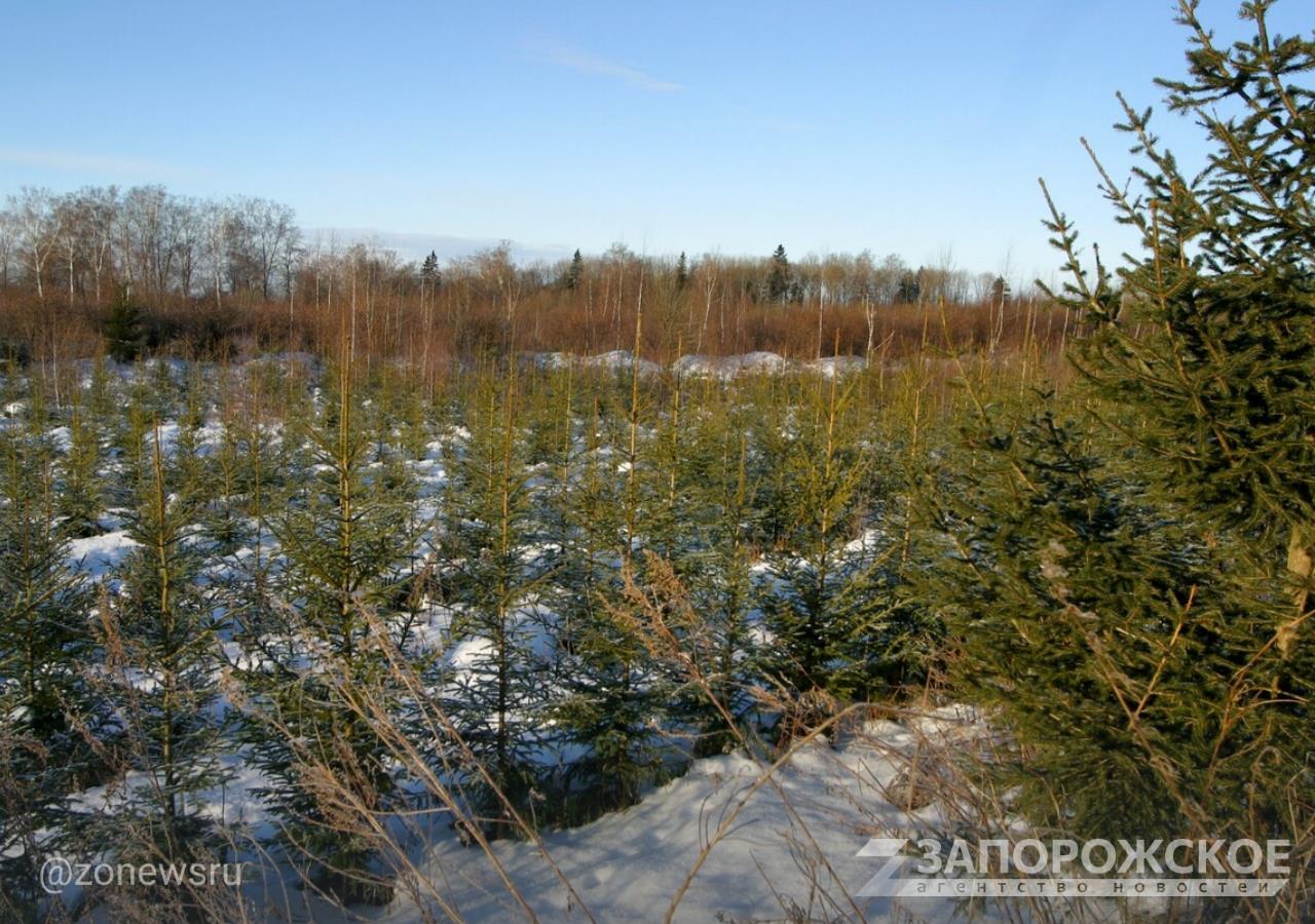 Лесные планы в Запорожской области разработают в 2025 году  «В настоящее время приняты законы в ЛНР, ДНР и Запорожской области об особенностях регулирования лесных отношений. Сейчас завершается процедура согласования с заинтересованными органами власти аналогичного правового акта Херсонской области. Эти законы устанавливают особенности использования, охраны, защиты, воспроизводства лесов, лесоразведения, осуществления мероприятий по лесоустройству», — рассказала замначальника департамента лесного хозяйства по ЮФО Наталия Сеидова.   В 2024 году завершилось проектирование лесничеств и их границ. Лесные планы, которые утвердят в 2025 году, станут основой для развития лесной экономики, переработки древесины, социальных и экологических инициатив. Также особое внимание уделят кадровому потенциалу лесной отрасли.     , VK и ОК и читайте новости на нашем сайте