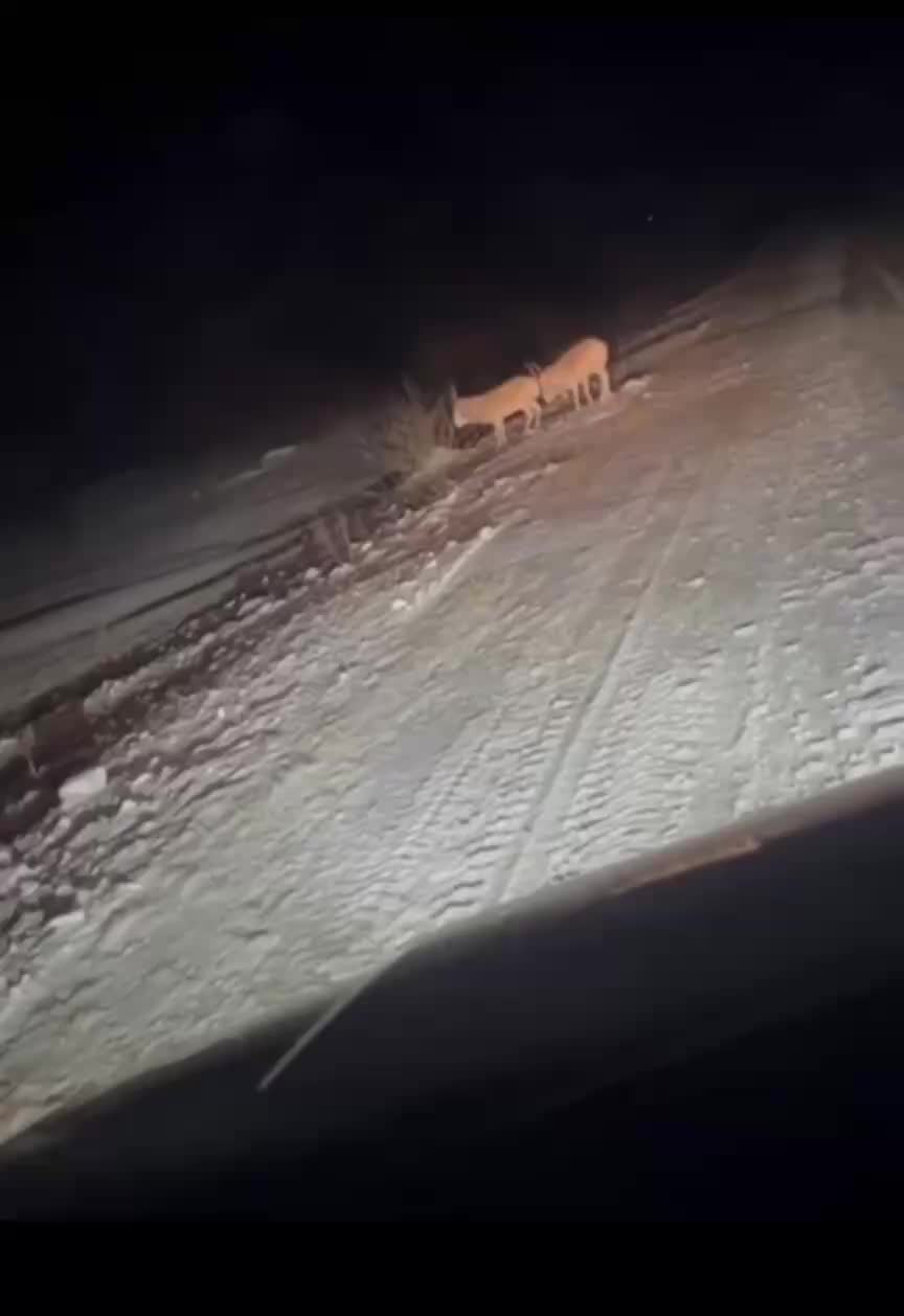 Сайгаки вновь замечены в Челябинской области после десятилетий отсутствия