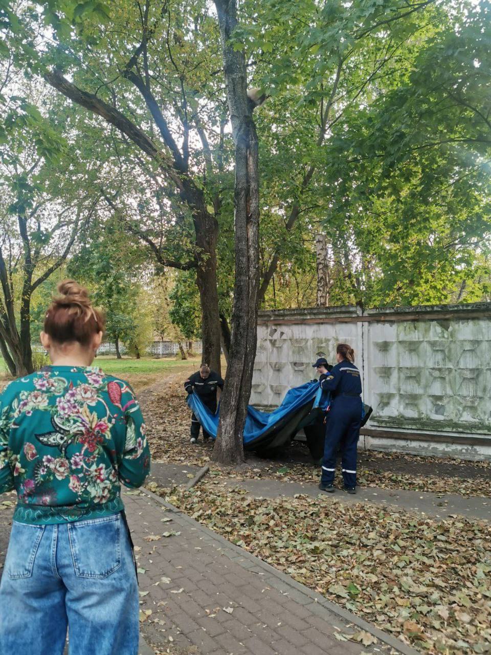 Кота, который забрался на дерево, испугался и начал там истошно мяукать, спасли на Летчика Бабушкина 1  Неравнодушные прохожие вызывали спасателей, а сотрудники МФЦ  согласились взять кота на передержку к себе.  ЧП / Москва