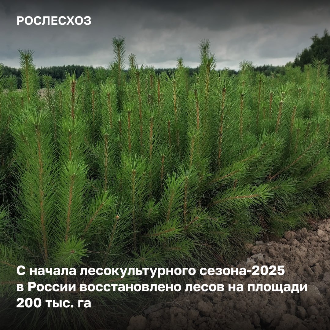 В 2025 году лесовосстановление и лесоразведение проведено на площади 200 тыс. га.  Мероприятия проходят в 77 регионах России.    Больше всего работ по искусственному лесовосстановлению было проведено в:   - Иркутской области на 10,5 тыс. га; - Тверской области на 9,3 тыс. га;  - Вологодской области на 6,7 тыс. га; - Костромской области на 6 тыс. га; - Свердловской области на 5 тыс. га.  «Календарный план по лесовосстановлению и лесоразведению за первое полугодие 2025 года уже выполнен на 95%. К июлю мы планируем полностью завершить его выполнение, достигнув 100%. Всего в 2025 году будет восстановлено более 1,35 млн га леса. Хочу подчеркнуть, что показатель лесовосстановления у нас превышает выбытие лесов, что свидетельствует о положительной динамике и эффективной работе», - подчеркнула начальник Управления воспроизводства и защиты лесов Елена Бусыгина.