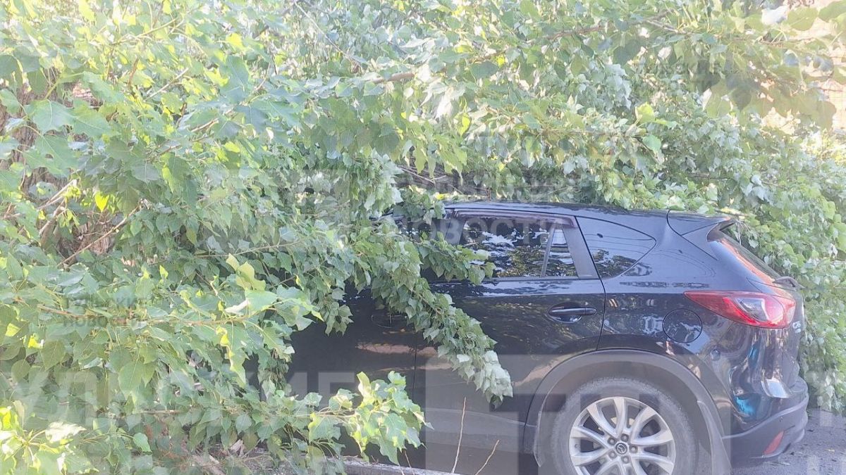 В Туле на улице Клары Цеткин дерево упало на автомобили     В Туле на улице Клары Цеткин дерево упало прямо на автомобили. В результате происшествия движение по улице оказалось полностью перекрыто.  ↗  Прислать новость   Подписаться