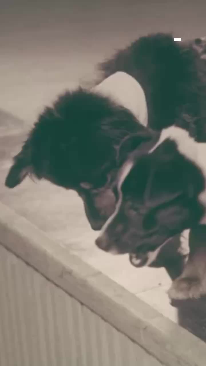 60 лет назад собаки Ветерок и Уголек установили рекорд в космосе