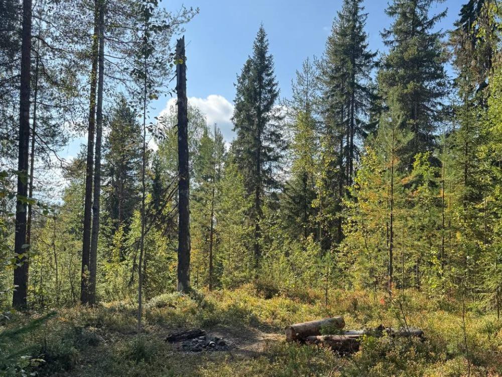 Счётная палата приоритетные инвестпроекты не эффективны и не стимулируют ЛПК Поморья Счетная палата пришла к такому выводу оценив результаты этой меры господдержки на примере четырех регионов с наибольшим количеством ПИП и объемом предоставленного в аренду для их реализации лесного ресурса Архангельской Вологодской и Иркутской областей и Красноярского края Приоритетные инвестпроекты как мера господдержки лесной отрасли реализуются с 2008 года В рамках данного механизма предприятиям лесопромышленного комплекса на льготных условиях предоставляются в аренду лесные участки для заготовки древесины При этом организации обязаны создать или модернизировать лесоперерабатывающую лесную инфраструктуру вложив в нее установленный объем инвестиций В целом с начала реализации данной меры поддержки в перечень ПИП было включено 285 проектов в 41 субъекте Российской Федерации Проверка показала что треть проектов впоследствии была исключена из перечня по причине невыполнения инвесторами заявленных обязательств по созданию или модернизации производственных мощностей Полную версию отчета СП читайте на сайте