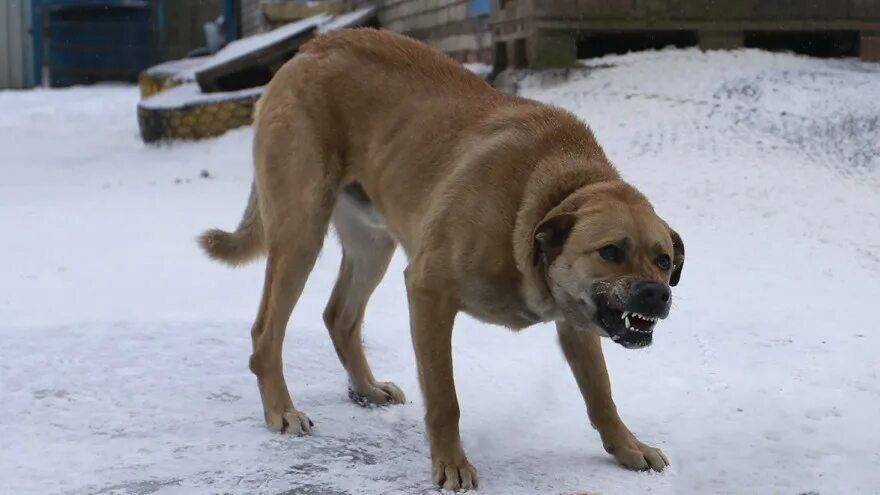 Томские власти выплатят 60 тысяч рублей школьнице за укус бродячей собаки Администрация Томска по решению суда выплатит 13 летней девочке компенсацию морального вреда Школьницу укусила бездомная собака в апреле 2025 года Иск направила прокуратура после обращения матери пострадавшей Надзорное ведомство установило что муниципалитет не обеспечил безопасные условия для обращения с безнадзорными животными Суд обязал местные власти выплатить 60 тысяч рублей Исполнение решения находится на контроле прокуратуры Подписаться Регион 70   Прислать новость