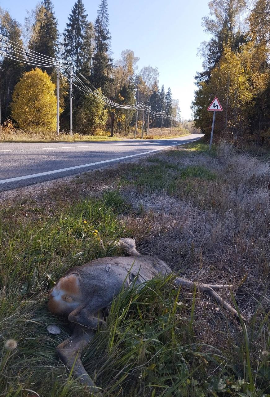 Оленя сбили на дороге в Звенигороде  Местный житель обнаружил животное во время прогулки на велосипеде.  «Лежит у поворота с обратной стороны от дома отдыха «Лесная сказка». Проезжал на велике, кажется, уже пахнет», — написал молодой человек в соцсетях.