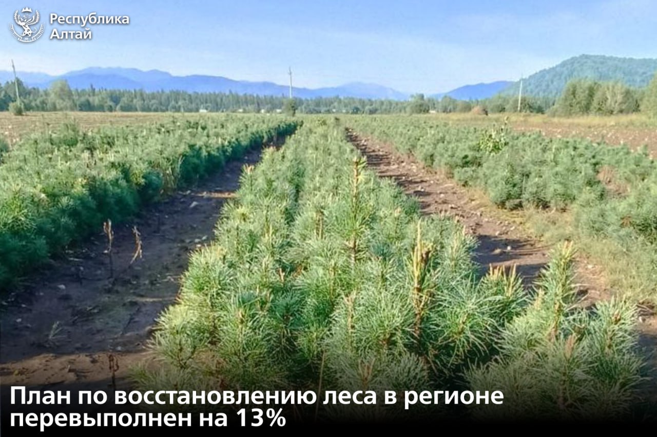В прошлом году в Республике Алтай восстановили более 1 8 тысяч гектаров леса Это на 13 превышает запланированные показатели На восстановление было выделено 16 8 миллионов рублей по федеральному проекту Сохранение лесов Агротехнический уход за лесными культурами проведен на площади более двух тысяч гектаров Кроме того был сформирован запас семян лесных растений в объеме 800 кг Подписаться в МАХ