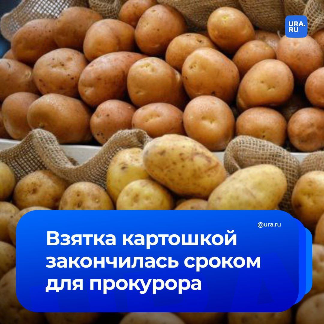 Картошка стала взяткой. Суд в Рязани дал четыре года условно и штраф в 620 тысяч рублей бывшему прокурору Шиловского района Роману Колдаеву. По версии следствия, в 2021 году мужчина получил в качестве взятки за попустительство на службе 50 мешков картошки. А в 2022 году он потребовал 62 тысячи рублей на установку домофона. Сам экс-прокурор обвинения отрицает, уверяя, что картошку его попросили просто перевезти. Его защита собирается подать апелляцию. «Зачем мне нужно было 1250 килограммов картофеля? Я с семьей ни за 10, ни за 15 лет столько не съем. Зачем мне столько?», — сказал Колдаев во время заседания, передал «РЕН ТВ».