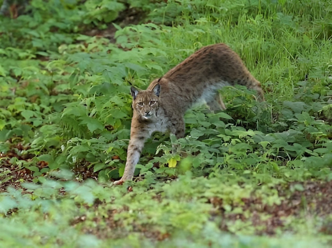 Рыси массово появляются в Подмосковье Популяция хищных кошек в подмосковных лесах выросла в 2 5 раза Чаще всего их видят в лесах под Можайском Одинцовом Рузой Истрой Шатурой Волоколамском и Сергиевым Посадом сообщили в Министерстве экологии и природопользования МО По этой причине экологи призывают не отпускать на самовыгул кошек и собак которые могут стать легкой добычей для рысей Пока подтвержденных случаев нападения нет однако рисковать питомцем не стоит В министерстве также напомнили что пятнистые внесены в Красную книгу Московской области За убийство такой кисы грозит штраф до миллиона рублей или до пяти лет лишения свободы Подпишитесь на Абзац TG VK Дзен MAX Rutube