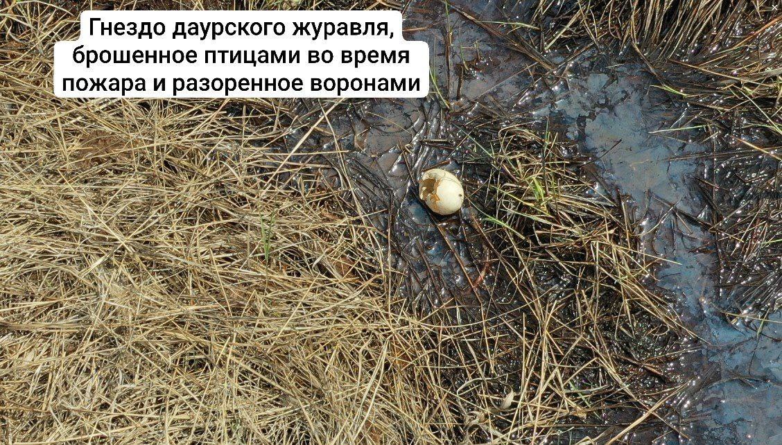 Обследование территории Муравьевского заказника и Муравьевского парка показало первые масштабы ущерба гнездящимся здесь популяциям журавлей и аистов, рассказывает Антон Сасин. После прошедшего 9-10 мая пожара обнаружено 3 сгоревших гнезда японских журавлей из 6, отмеченных в этом году в Муравьевском заказнике. В двух из них находились яйца, а в третьем гнезде журавли только приступали к откладке. Яйца с невылупившимися журавлятами погибли. У даурских журавлей гнезда уцелели, но пока птицы спасались от огня и отсутствовали на гнездах, некоторые кладки были разорены и съедены воронами. Уничтожены огнем и несколько гнезд дальневосточного аиста, расположенные низко над землей. В гнездах тоже находились яйца. Это был самый масштабный пожар за последние 7 лет предыдущий раз так горело здесь в 2018 г. . Для японских журавлей весенние пожары – главная угроза, не дающая восстановиться популяции в Амурской области. Фото Антона Сасина.