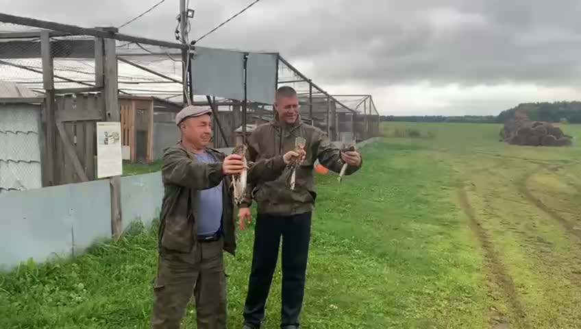 Челябинская область присоединяется к международному проекту по восстановлению популяции дрофы