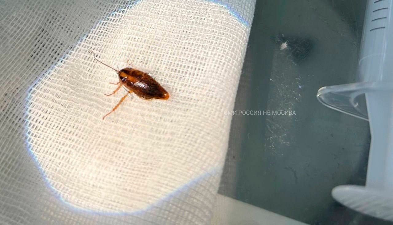 Таракан залез в ухо нижегородки, пока та спала. На утро она почувствовала острую боль и обратилась к врачу. В итоге из нее с помощью щипцов достали насекомое. Вот оно, на фотографии. + фобия