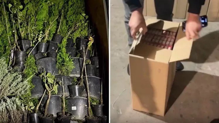 На таможне Липканы Рэдэуц Прут изъято почти 1 9 млн контрабандных сигарет спрятанных среди декоративных растений Задержаны шесть человек расследование продолжается Подписаться