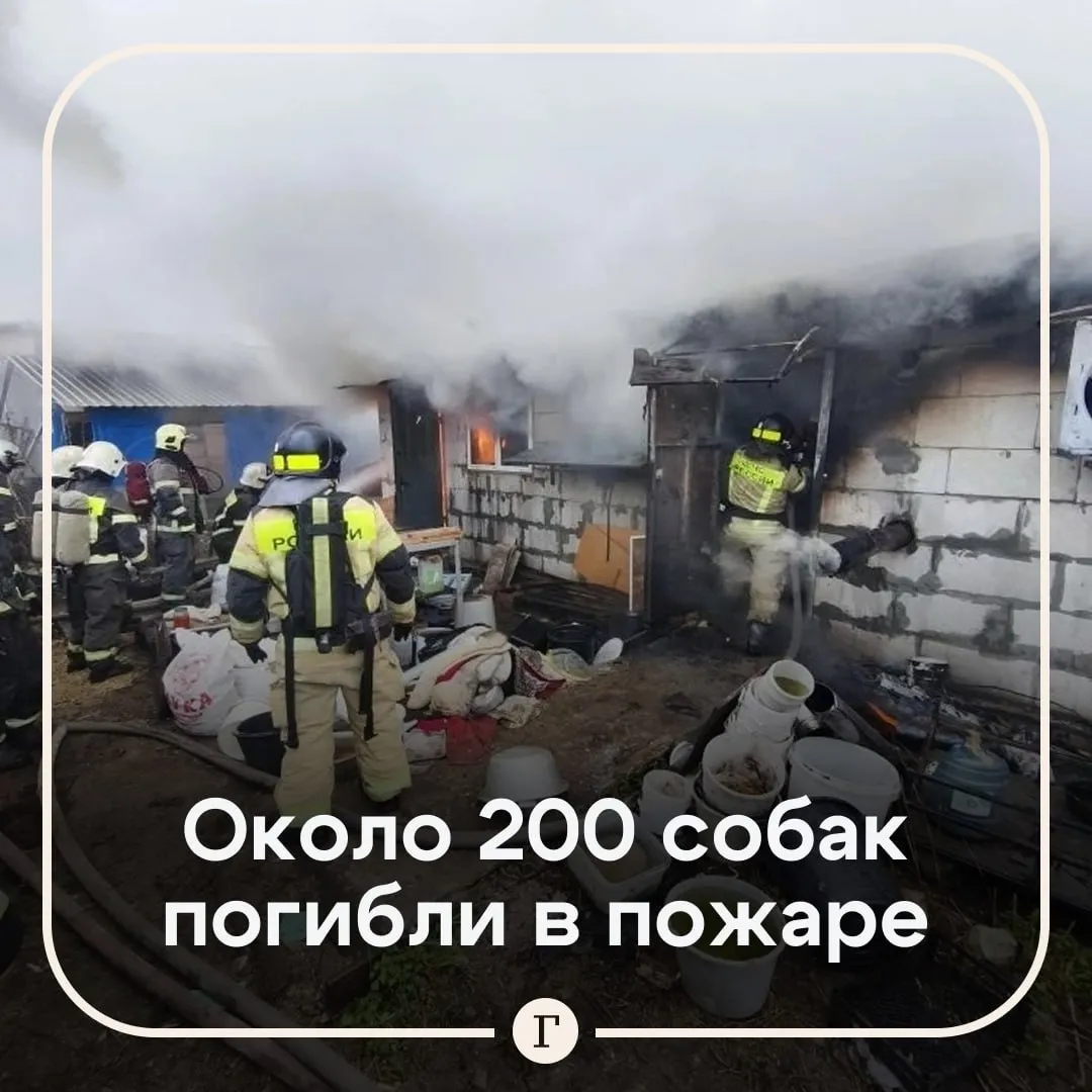 Около 200 щенков чихуахуа шпицев и бульдогов сгорели в пожаре В Нижнем Новгороде вспыхнула постройка где местная жительница содержала собак для разведения Женщина сначала сама пыталась спасти животных но у нее ничего не получилось Когда она вызвала пожарных было уже поздно около 200 хвостиков погибли По данным СМИ хозяйка отапливала постройку с собаками печкой без заслонки угли вылетели на пол из за чего внутри помещения начался пожар Читайте Газету Ru в MAX
