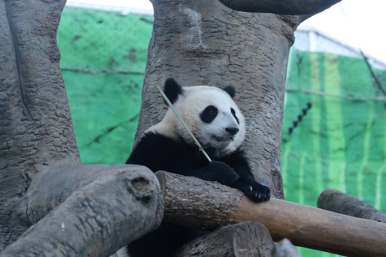 В Московском зоопарке стартовало строительство нового вольера для панды по имени Катюша как сообщила пресс служба зоосада На первом уровне планируется установка нескольких вместительных вольеров как внутри так и на открытом воздухе Дизайн этих экспозиций будет выполнен в духе естественной среды больших панд вдохновленной сычуаньскими лесами Внутри вольеров предусмотрены различные конструкции для лазания а также искусственные водоемы