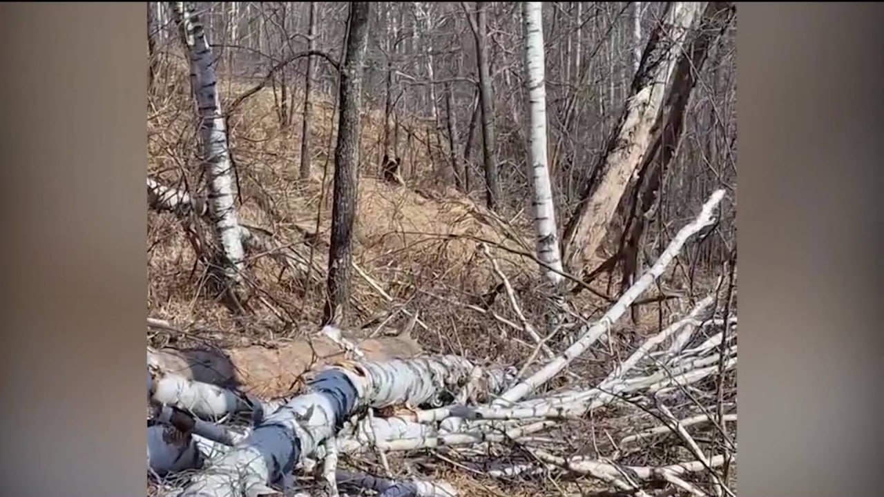 Медведь напал на человека на территории охотугодья в Башкортостане Медведь напал на человека в Абзелиловском районе Башкортостана, недалеко от деревни Шарипово. Как рассказали в пресс-службе министерства природопользования и экологии РБ, инцидент произошел на территории охотничьих угодий Ассоциации охотников и рыболовов. Пострадавший доставлен в больницу, на месте работает государственный инспектор Минэкологии Ильнур Султанов. Подписаться Сообщить новости