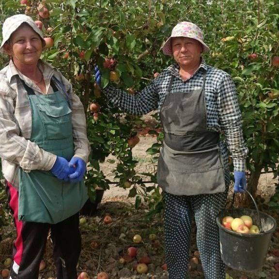 В садах и на виноградных плантациях Буденновского округа собирают урожай   Всего планируется собрать плоды на площади 400 гектаров из которых 360 га яблок и 40 га слив.    Уже собрано более 55 тонн слив с площади 12 га и 230 тонн яблок с площади 20 га. Ранние сорта слив Кабардинка и яблок Гала, Фортуна, Вильямс Прайд, Ред Фри уже отправлены потребителям как на территории Ставропольского края, так и за его пределы.     Также аграрии Прикумья приступили к сбору винограда. Всего в этом году запланировано собрать урожай на площади 1,2 тыс. га. Сейчас к уборке готовы технические сорта «Бьянка», «Цитронный Магарача» и «Левокумский устойчивый». Первые 500 тонн винограда с площади 53 гектара уже отправились на переработку. Средняя урожайность на текущий момент составляет 96 ц/га.