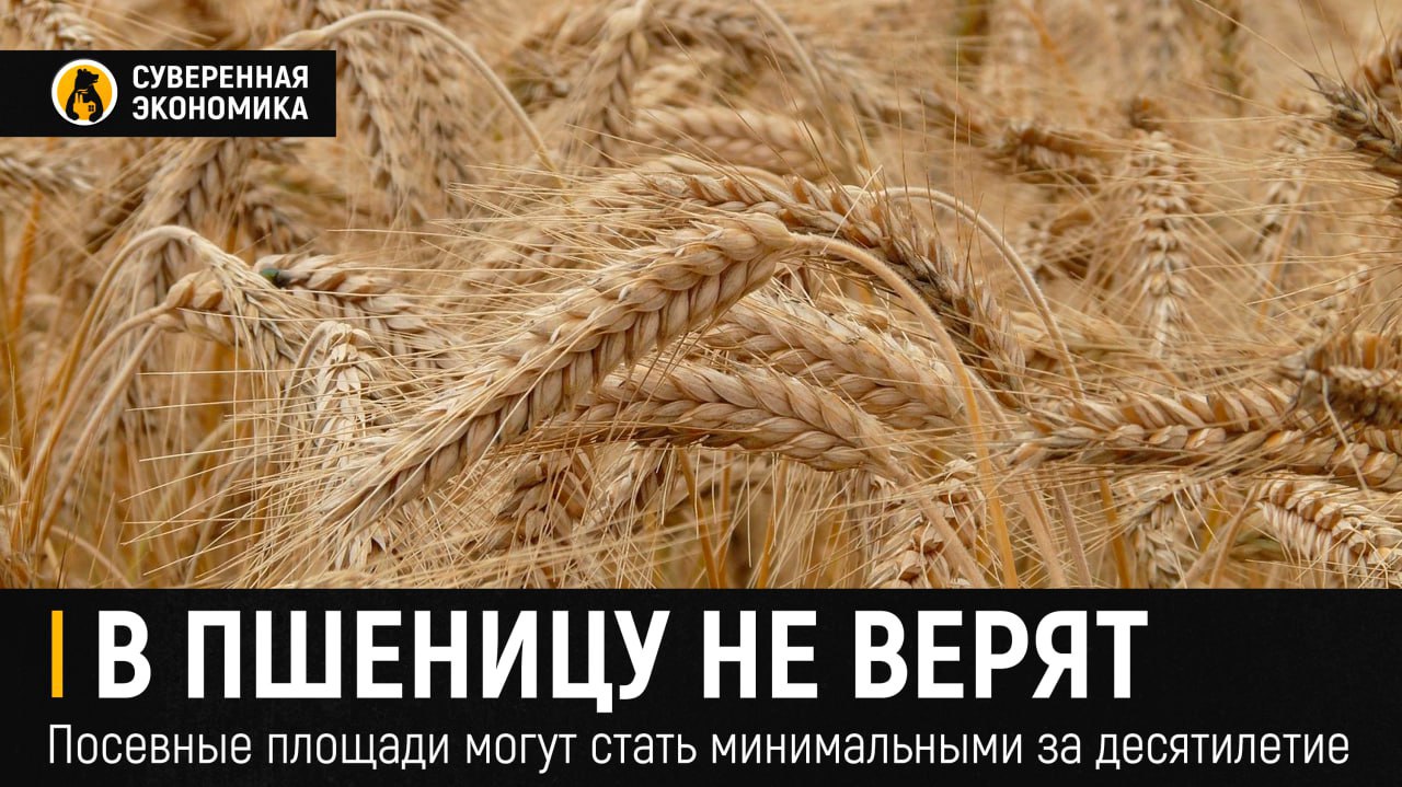 В пшеницу не верят — посевные площади могут стать минимальными за десятилетие Аналитики в этом году ожидают снижения посевной площади под яровую пшеницу в России на 4,1%-5,7%, до 11,5-11,8 млн га. В этом случае показатель станет минимальным за последнее десятилетие или даже больше. В Минсельхозе конкретных прогнозов не давали, но отметили, что «структура посевных площадей может меняться в зависимости от конъюнктуры рынка». Кампания обычно завершается 1 июня, но в этом году есть запоздания из-за дождей в восточной части страны. Оперативные сводки уже есть, но они могут быть скорректированы. Наибольшее снижение сева яровой пшеницы отмечается в Сибири и на Урале. По оценкам «Совэкона», оно составило 700 тыс га и 300 тыс га соответственно. Местные аграрии все чаще переходят на масличные и зернобобовые культуры из-за роста экспорта в Китай и удаленности от крупных портов. В свою очередь, площади под озимую пшеницу сократились на 6,8%, до 15,1 млн га. Изначально было засеяно больше, но часть урожая погибла. Однако доля озимой пшеницы в севе выросла до 56,1% против 53,3% годом ранее, так как она считается более урожайной. В целом площади под пшеницу всех видов составят 27-28 млн га против 28,5 млн га в 2024. Аграрии «перестают верить» в эту культуру, считают аналитики. Текущие цены на зерно близки к себестоимости, агроклиматические условия сейчас тоже не самые лучшие. Это стимулирует переход на другие культуры, к примеру, более рентабельные — подсолнечник, горох, нут, чечевица и другие. Несмотря на это, урожай пшеницы, по прогнозам, должен вырасти. Но это связано скорее с резким падением в прошлом году, а на показатели удачного 2023 выйти вряд ли удастся.
